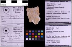 Foto (Objekt + Etiketten) von Bullariscus sp. (NHMW-GEO-1990-0041-0335)